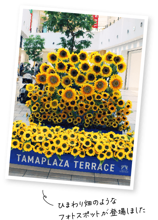 ひまわり畑のようなフォトスポットが登場しました