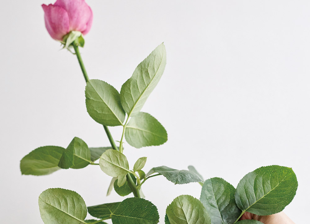 画像：お花をより長く、美しく、楽しむために 01