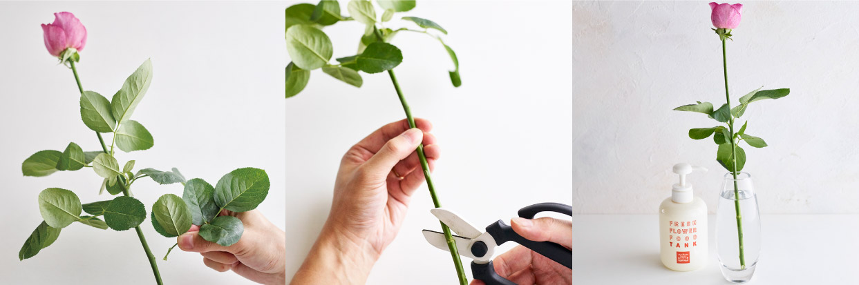 画像：お花をより長く、美しく、楽しむために