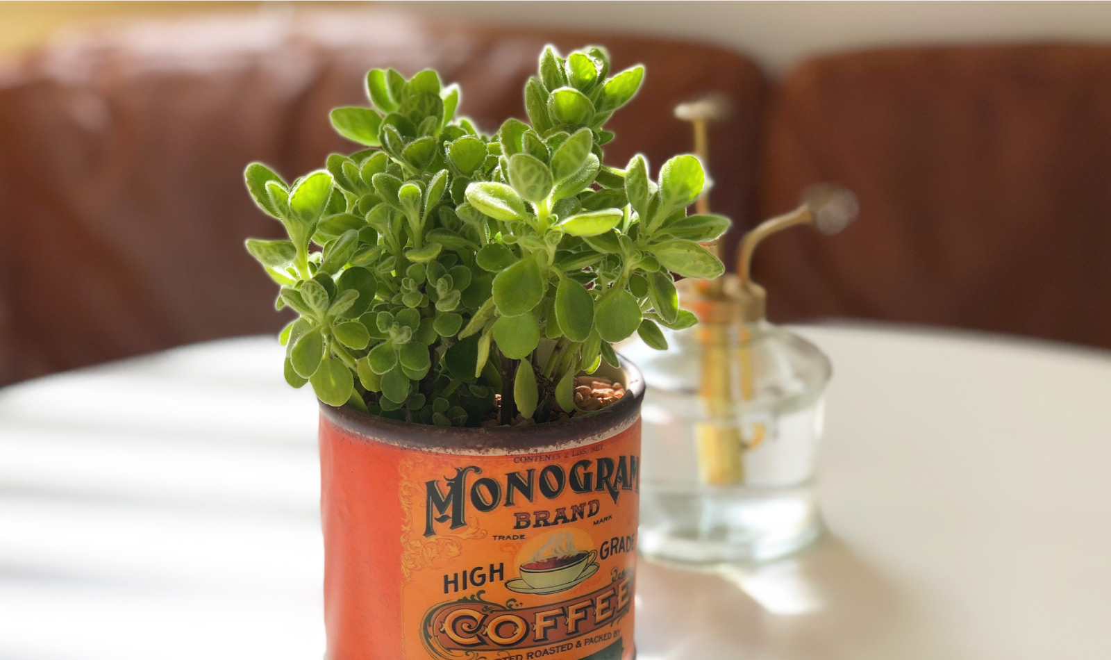 画像：置きたい場所に合った観葉植物を選ぶ