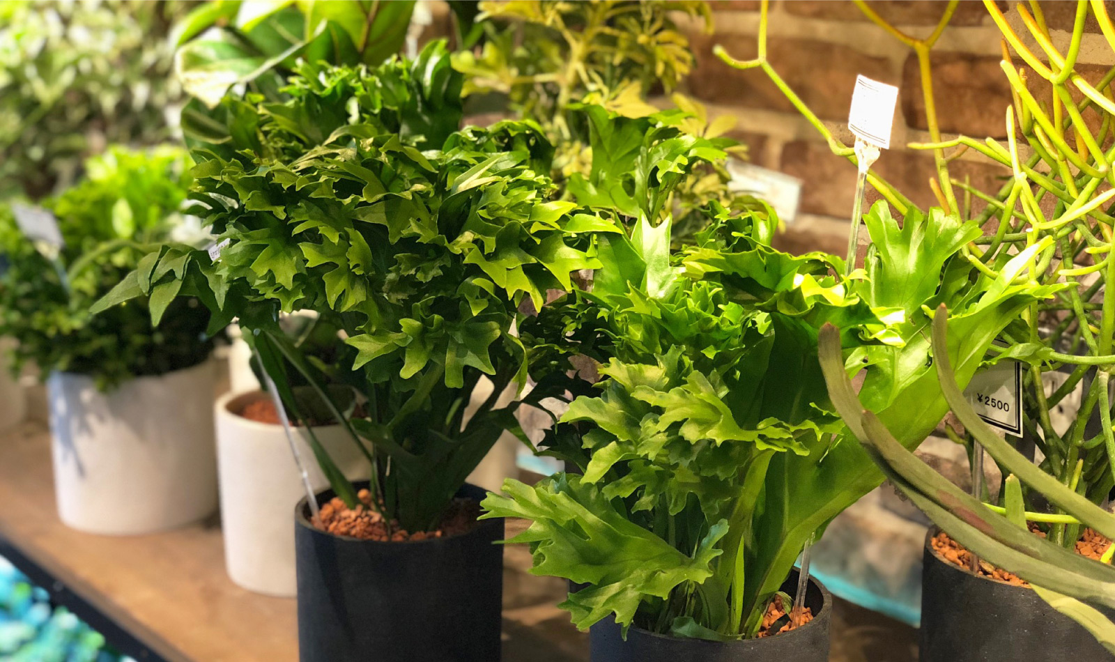 画像：手間をかけて、育てる楽しみを味わう