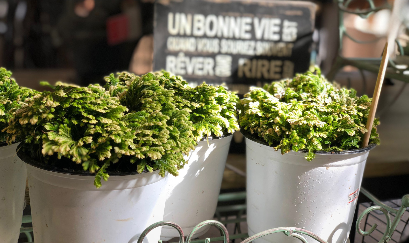 画像：私にあった観葉植物を見つける