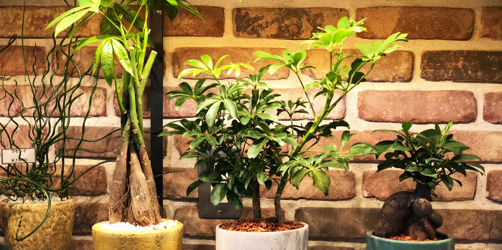 画像：パキラ・ガジュマル・シェフレラ