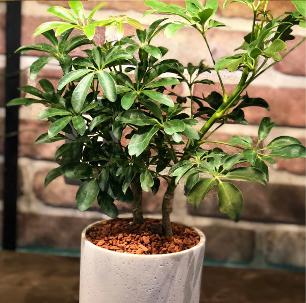 画像：ガジュマル