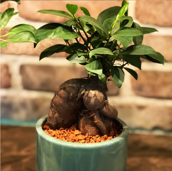 画像：シェフレラ