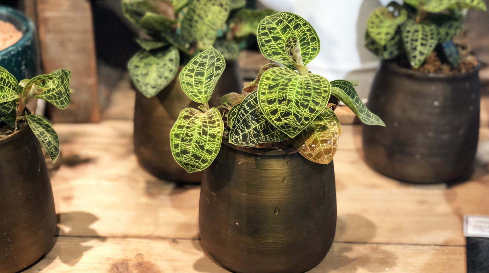 画像：ジュエルオーキッド