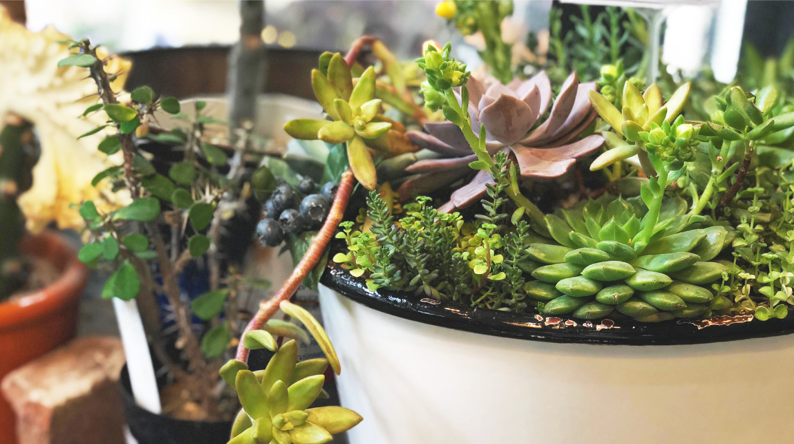 画像：多肉植物