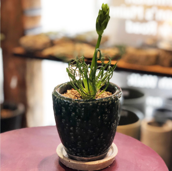 画像：アルブカ・スピラリス リズルシズル