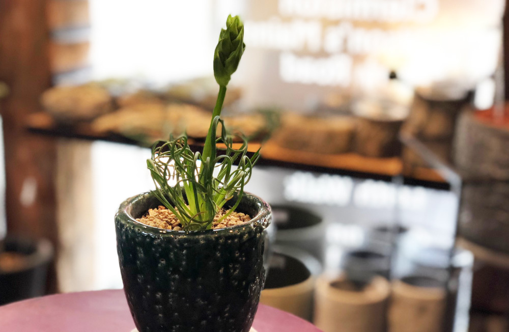 画像：アルブカ・スピラリス リズルシズル