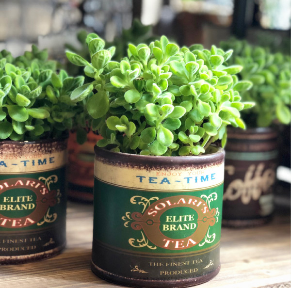 画像：アロマティカス