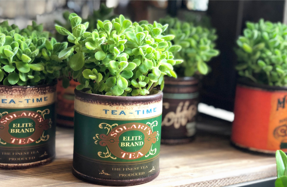 画像：アロマティカス