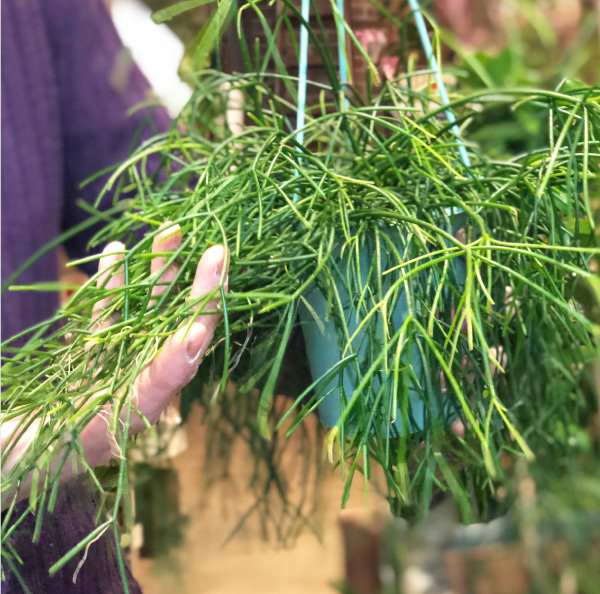 画像：リプサリスカスッサ