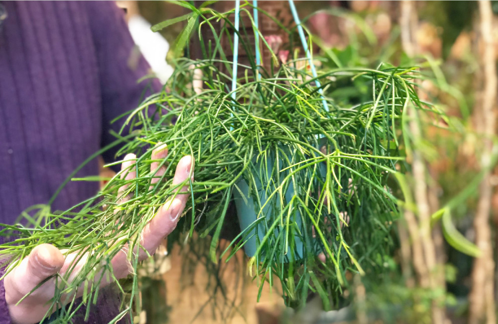 画像：リプサリスカスッサ