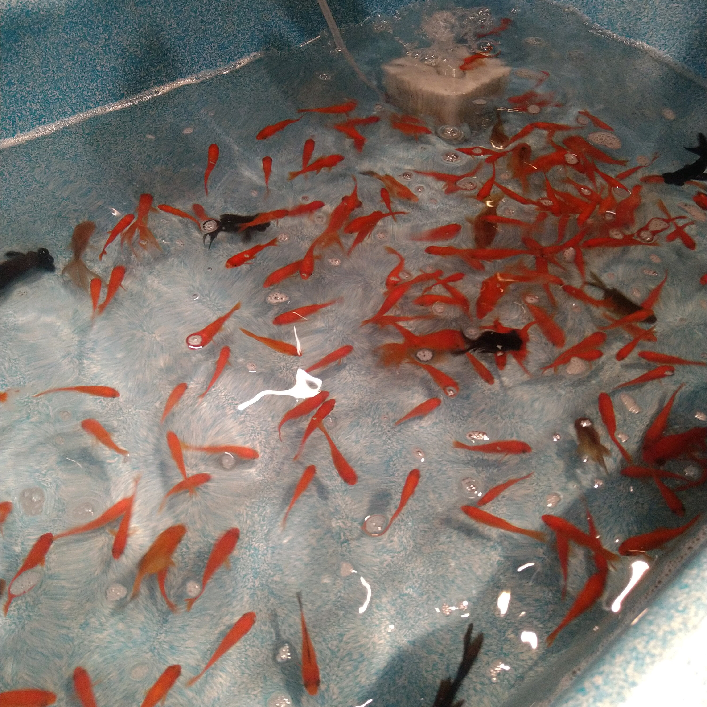 金魚すくい はじめました グリーン ギャラリー ガーデンズ ショップニュース たまプラーザ テラス