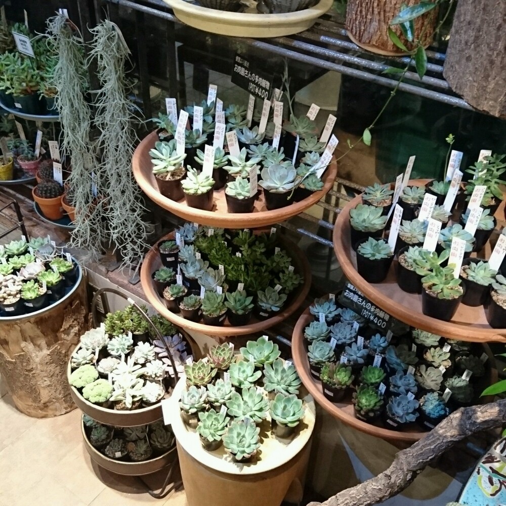 愛媛から直送 人気の多肉植物 グリーン ギャラリー ガーデンズ ショップニュース たまプラーザ テラス 愛媛から直送 人気の多肉植物 グリーン ギャラリー ガーデンズ ショップニュース たまプラーザ テラス