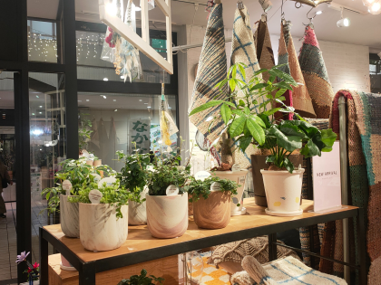 観葉植物入荷しました♪