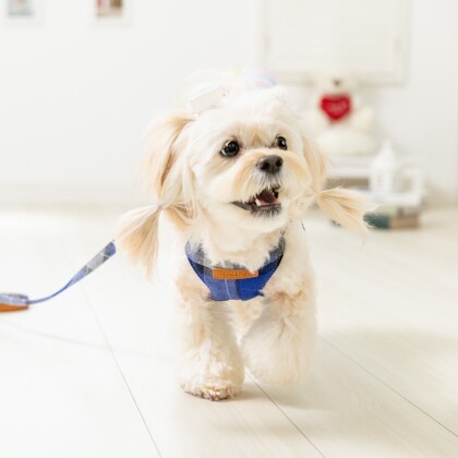 「Toto&Pal」秋冬シーズン一押しハーネスのご紹介です!