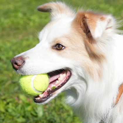 ダルトン犬用テニスボールおもちゃのご紹介です！