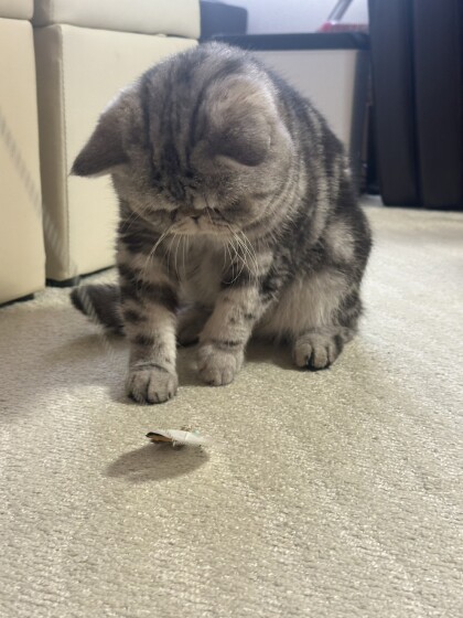 ゆらゆら楽しい♪猫じゃらしのご紹介です✨