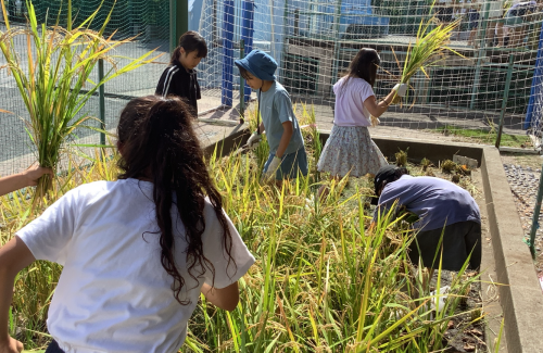 【元石川小学校5年生】米粉スコーン『むすび田んぼスコーン』の販売会