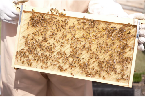 万葉エコBeeプロジェクト 活動紹介イベント