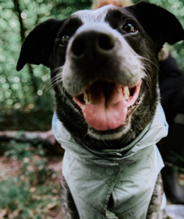 AIGLE DOG COLLECTIONのご案内