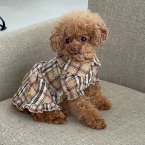 ROPÉ PICNIC DOG新作入荷しました