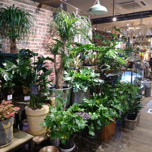 観葉植物2点以上お買い上げで20％OFF☆