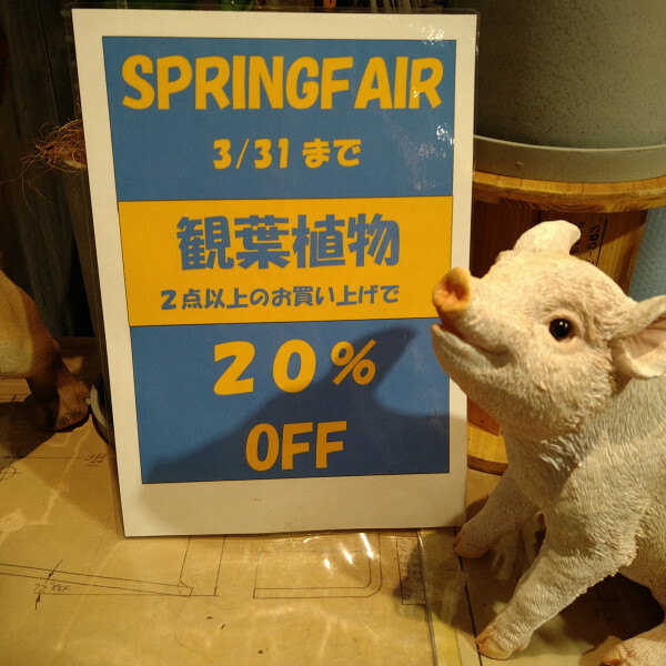 観葉植物2点以上お買い上げで20％OFF☆