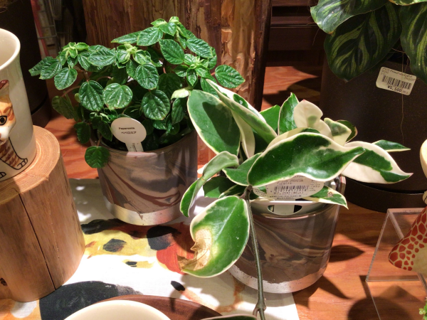 室内でも育てやすい観葉植物