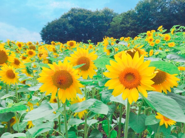 ★発売情報★４月からの国内旅行★