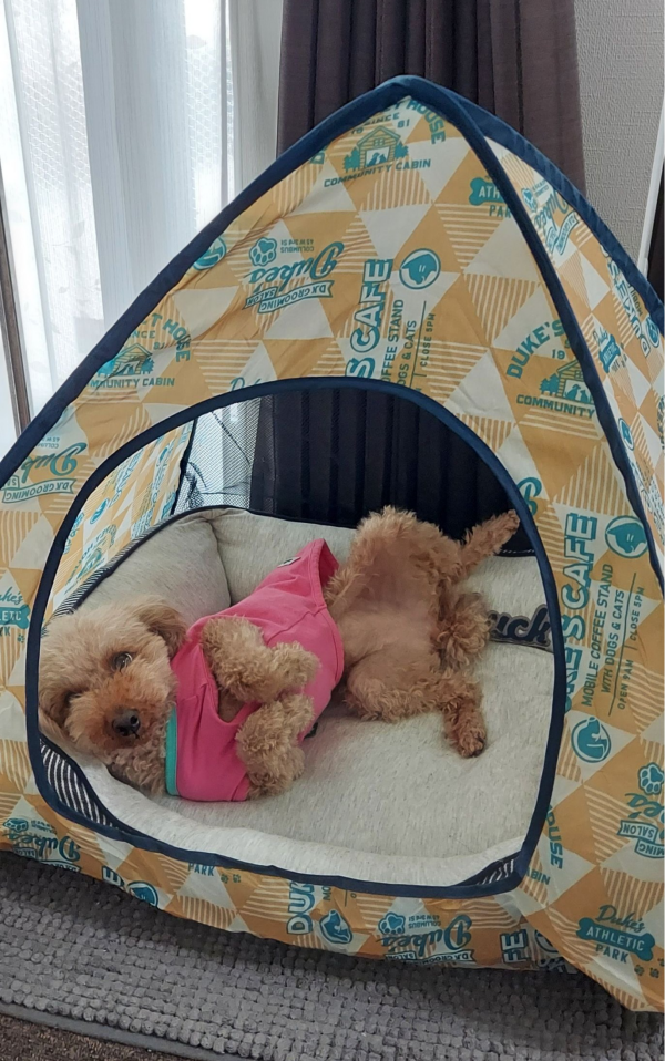 スタッフが実際に買って使ってみた！！～ペット編～