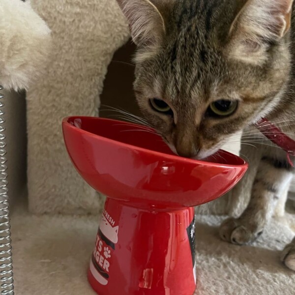 😸ペットハイスタンドフードボウル😸