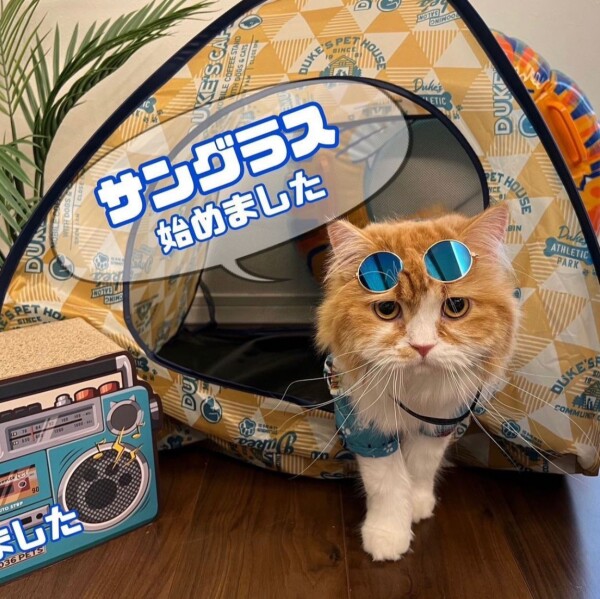 ペット🐶🐱サングラス🕶️👓