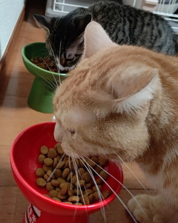 😸ペットハイスタンドフードボウル😸
