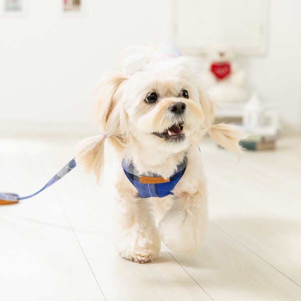 「Toto＆Pal」秋冬シーズン一押しハーネスのご紹介です！