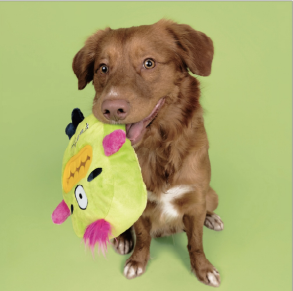 ジョイサー「フィードミー」をご紹介します！