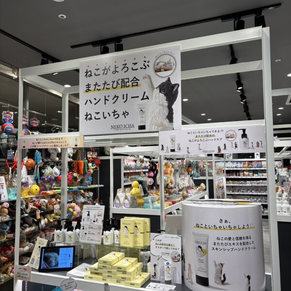 NEKO　ICHA　入荷しました😽