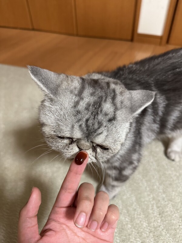 美味しく毛玉ケアができるサプリメントのご紹介🐈