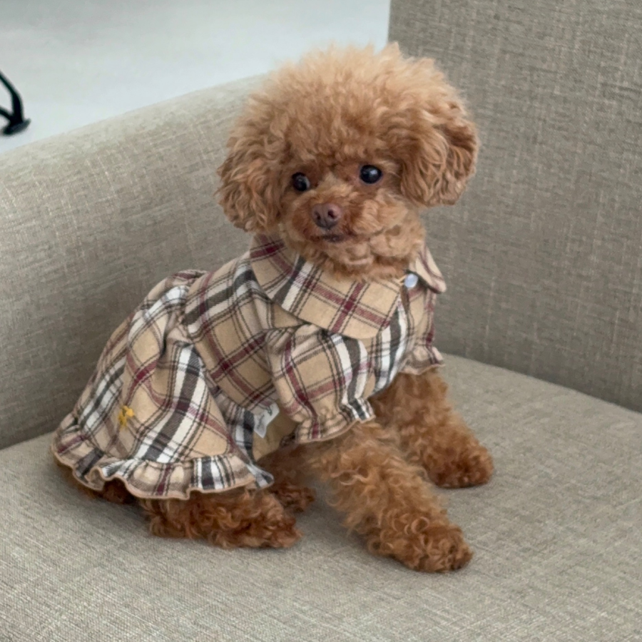 ROPÉ PICNIC DOG新作入荷しました